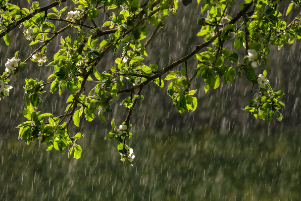 promienie słońca na liściach jabłoni w ogrodzie z deszczem w tle. teksturowany wzór - Zdjęcie, obraz