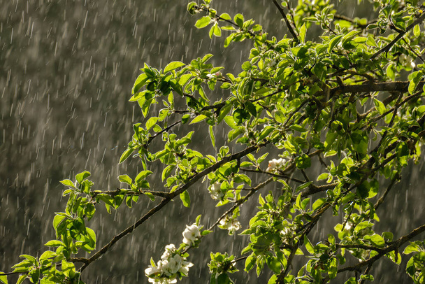 солнечные лучи на листьях яблони в саду с дождём на заднем плане. текстурированный шаблон - Фото, изображение