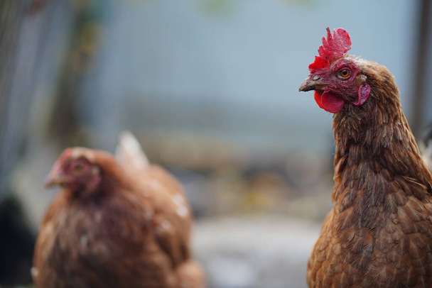 Chickens in enclosure. Brown hens walking on autumn day on farm. Red chicken walking in paddock. Chickens looking for grains while walking in paddock on farm. - Fotó, kép