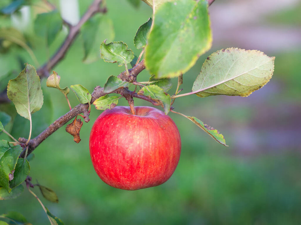 red ripe apple hanging on a branch - Foto, afbeelding