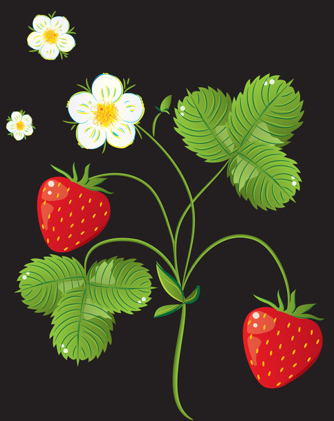 Beautiful strawberries. vector illustration of a realistic - Vektor, kép