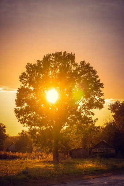 Sun sets behind a lone tree on the side of a road in the countryside at sunset. Beautiful landscape at sunset in the countryside. Tree with the sun at sunset, midges flying around. Vertical photo - Φωτογραφία, εικόνα