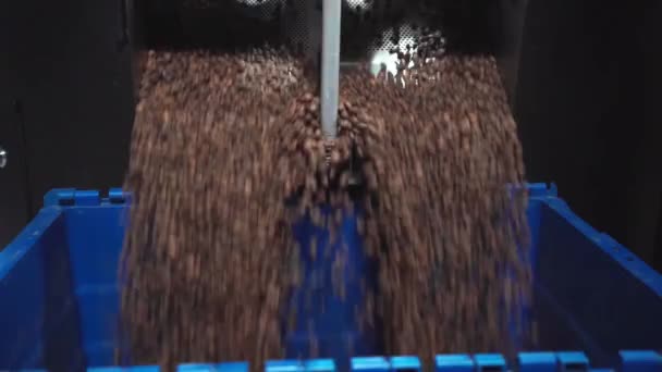 замедленное движение человека сбор жареных кофейных зерен в коробке - Кадры, видео