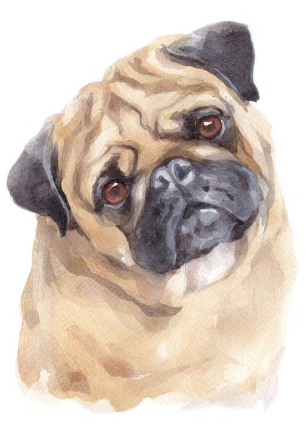 Pug akvarell festése - Fotó, kép