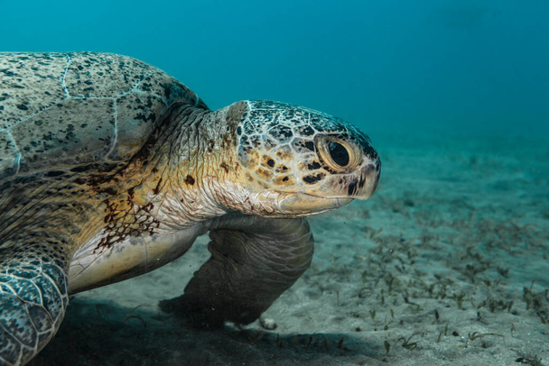 Πράσινη θαλάσσια χελώνα στον κοραλλιογενή ύφαλο της Ερυθράς Θάλασσας / Αιγύπτου - Φωτογραφία, εικόνα