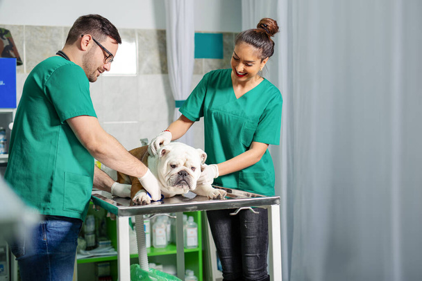 Veterinarian and dog at veterinary clinic. - Foto, afbeelding
