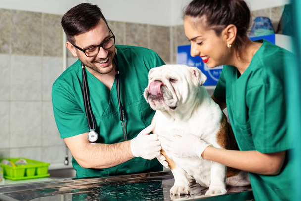 Veterinarian and dog at veterinary clinic. - Фото, изображение