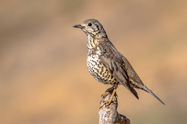 Mistle thrush (Turdus viscivorus) perched on branch in Spanish Pyrenees, Catalonia, Spain. April. Found in open woods, parks, hedges and cultivated land, the mistle thrush feeds on a wide variety of invertebrates, seeds and berries. - Photo, Image