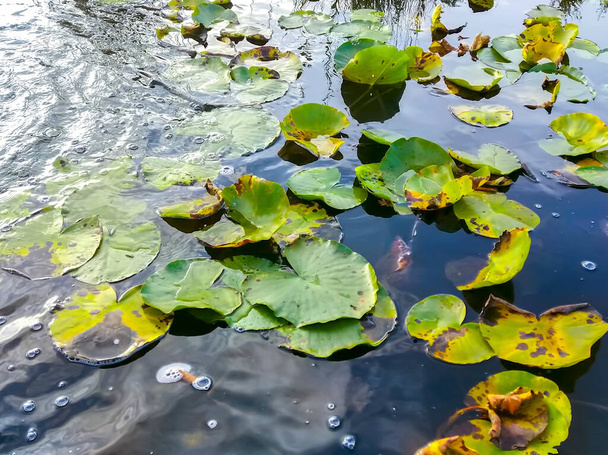 Havuzda suyla dolu bir pantolonun büyük yeşil yaprakları, ağaçların yansıması ve suyun içinde gökyüzü. - Fotoğraf, Görsel