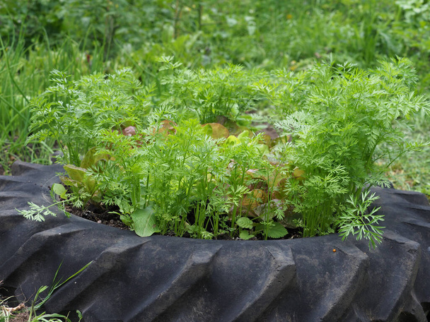 egy kis kerti zöldség ültetvény termesztése saláta növények. - Fotó, kép