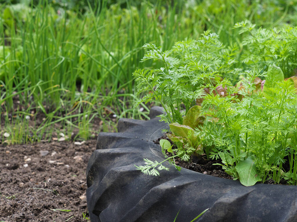 ένα μικρό χωράφι με λαχανικά στην πίσω αυλή καλλιεργώντας σαλάτες. - Φωτογραφία, εικόνα