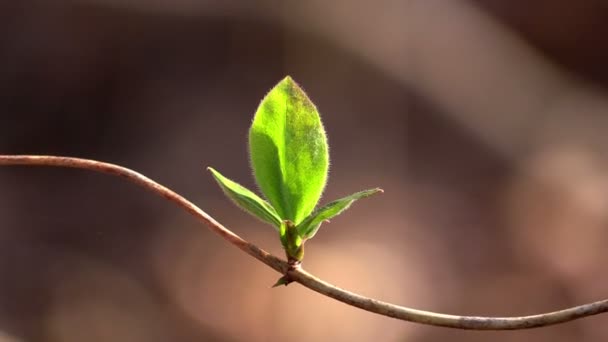 Spring leaves on a  branch in forest - Metraje, vídeo