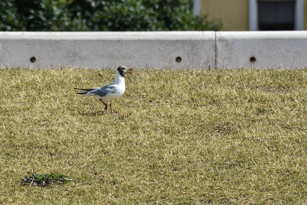 seagull walks along the embankment - Photo, Image