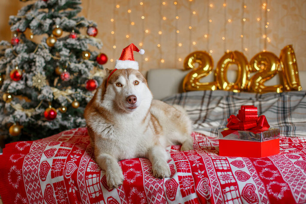 Perro Husky siberiano yace en la cama cerca del árbol de Navidad en un sombrero de Papá Noel, figuras 2021 Nuevo año - Foto, Imagen