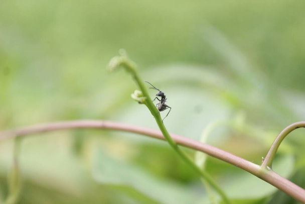 Черный муравей Закрыть один красный муравей на зеленом листе и листьях фона - Фото, изображение