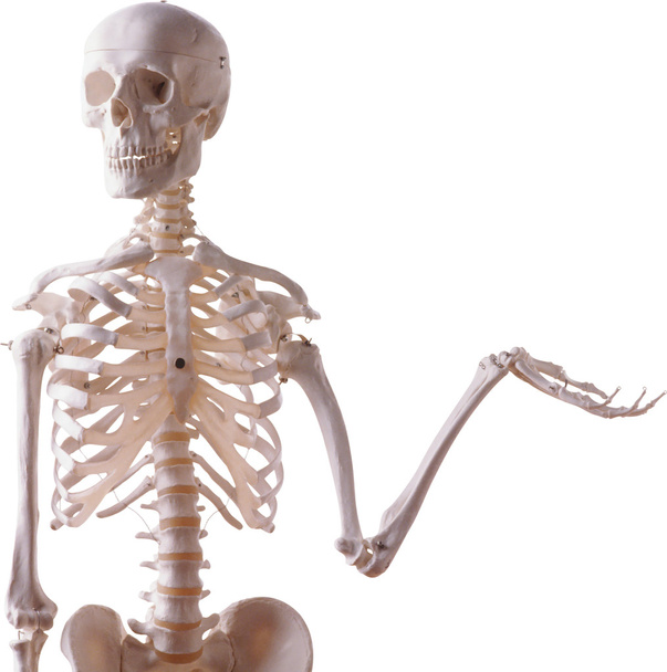 Скелет - Фото, изображение