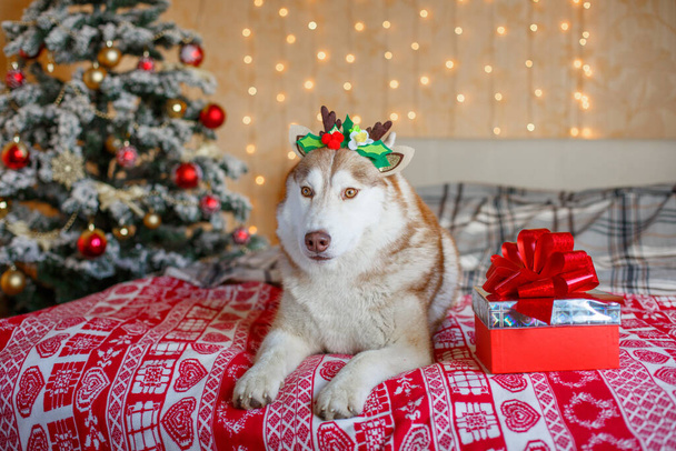 Sibirya Husky köpeği, Noel ağacının yanındaki bir yatakta geyik boynuzlarıyla yatıyor. - Fotoğraf, Görsel