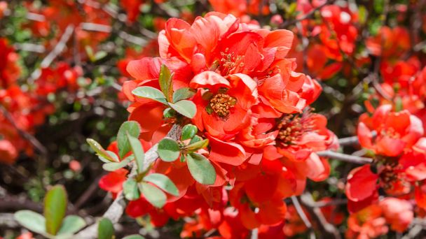 Printemps floraison Japonais coing bush
 - Photo, image