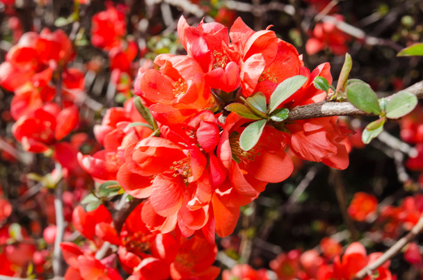 春咲く枝赤開花マルメロ - 写真・画像
