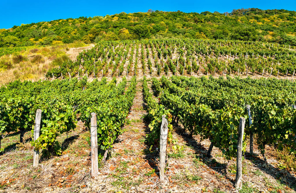 Виноградники поблизу Шато - Шалона (Франція). - Фото, зображення