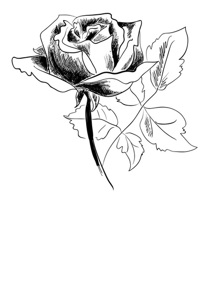 Black rose - Vektor, obrázek
