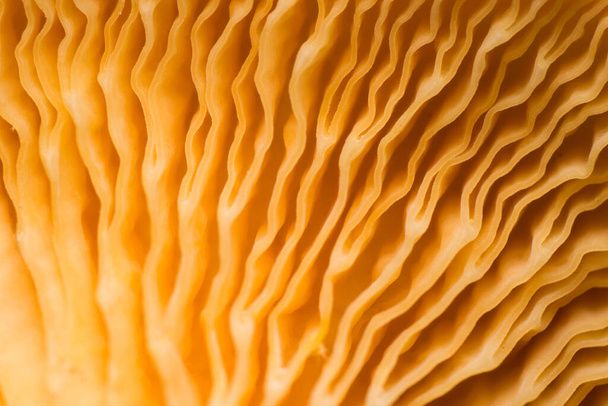 gros plan des branchies du chapeau de champignon, plan macro, texture du fond du champignon à partir d'une distanc extrêmement proche - Photo, image
