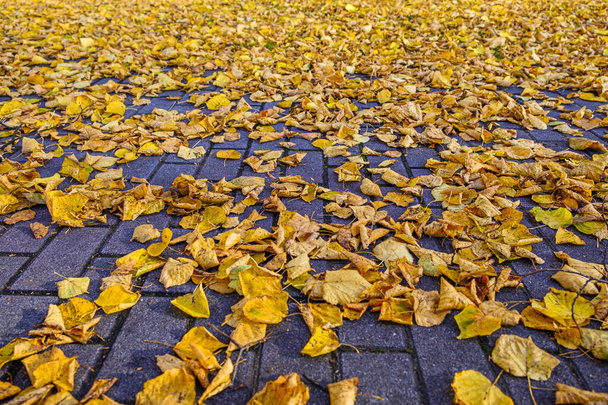 土壌の木の葉の完全なティリア秋には、落葉樹、一般的にライムの木と呼ばれるが、それらは石灰果実を生産する木に密接に関連していない. - 写真・画像
