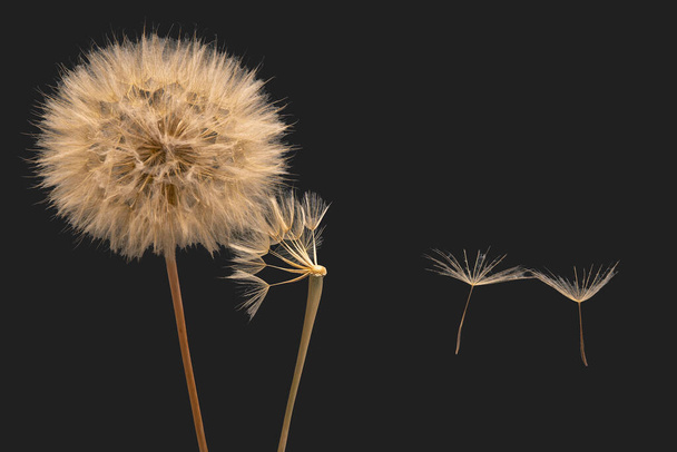 Семена одуванчика летят рядом с цветком на темном фоне - Фото, изображение