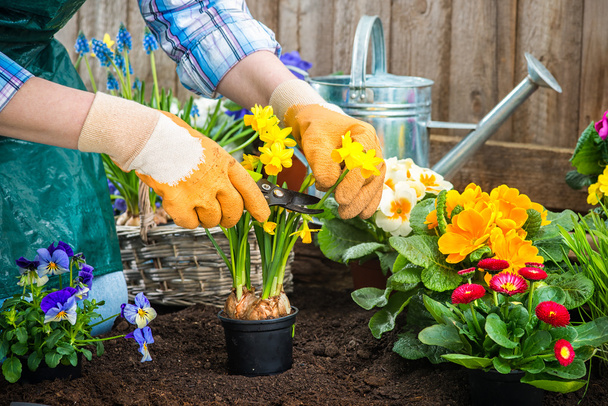 Gardener planting flowers - Foto, imagen