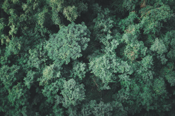 Fondo del bosque de árboles verdes. Vista desde arriba - Foto, imagen