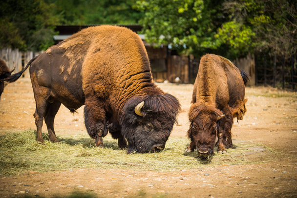 Büffelfamilie im Zoo - Foto, Bild