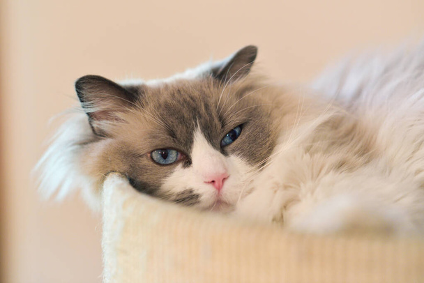 Hermoso gato de pelo largo perezoso con ojos azules acostado en un cojín relajante con una expresión contenta en primer plano - Foto, imagen