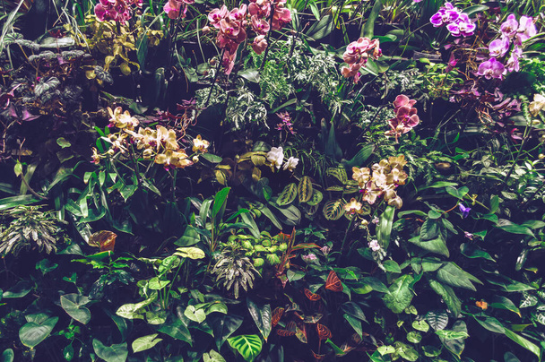vertical garden wall with colorful blooming orchids, spathiphyllums and other tropical plants - Foto, Imagem
