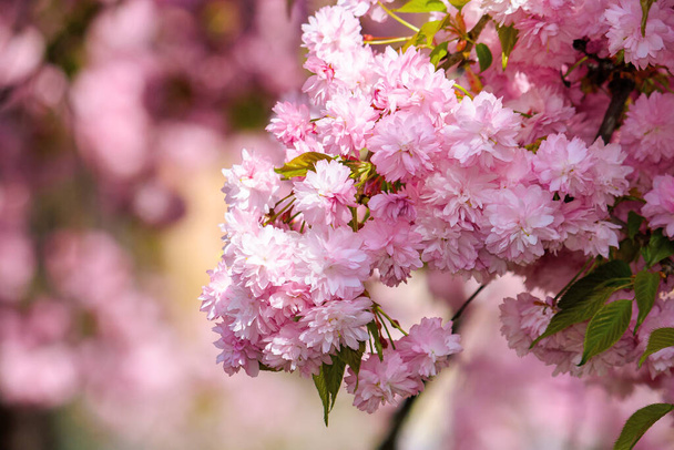 pink cherry blossom in spring time. lush flowers sakura on branches in morning light. beautiful nature background - Photo, Image