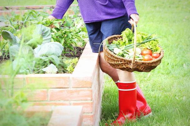 Žena zahradník sběr zeleniny.Zvýšené záhony zahradničení v městské zahradě pěstování rostlin byliny koření bobule a zelenina . - Fotografie, Obrázek