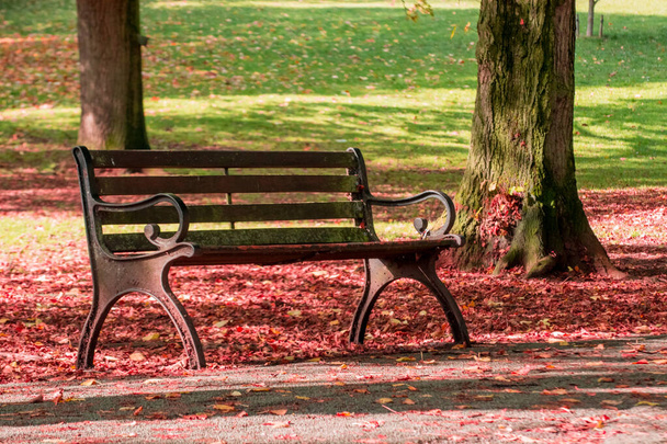 AutumnTrees σε ένα όμορφο πάρκο - Φωτογραφία, εικόνα
