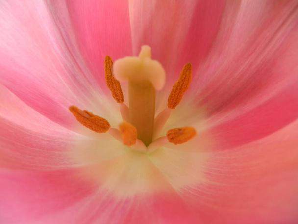 Nahaufnahme einer rosa Bluete einer Tulpe - Φωτογραφία, εικόνα