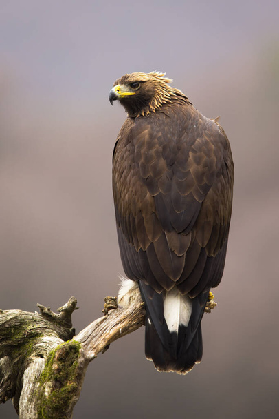 Impressionnant aigle doré assis sur une branche de la vue arrière - Photo, image