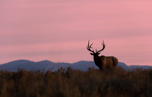 a bull elk at sunrise during the fall rut in Wyoming - Photo, Image