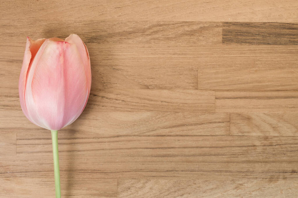 A tulip blossoms cultivar on a wooden background - Photo, Image