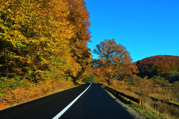 A road surrounded by beautiful autumn trees under a blue sky - Фото, изображение