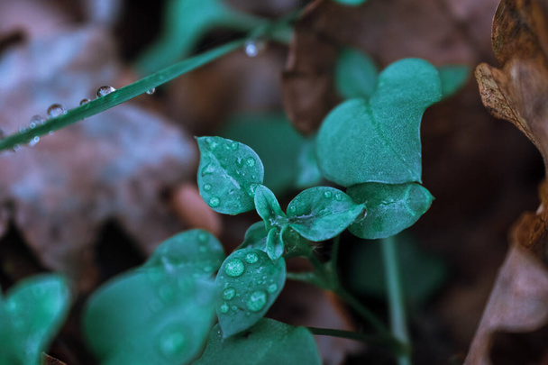 A closeup shot of waterdrops on plants - Photo, Image