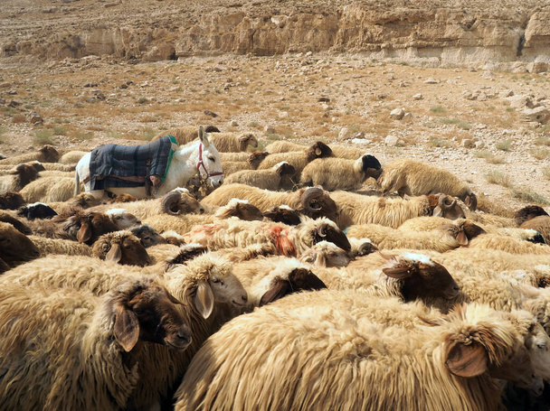 Σμήνη προβάτων διασχίζει τη διαδρομή σε λόφους της ερήμου της Ιορδανίας, Μέση Ανατολή. - Φωτογραφία, εικόνα