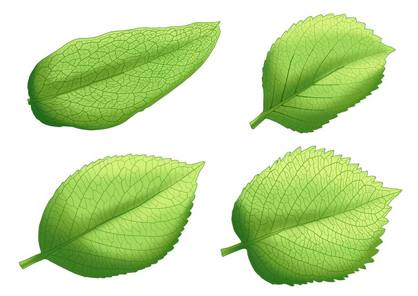 zielony Liście świeże abstrakcyjne izolowane na białym tle ilustracji - Zdjęcie, obraz