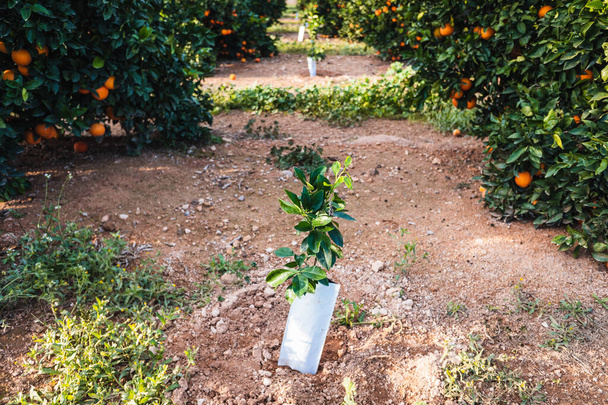 Nuoret appelsiinipuut hedelmätarhassa, joka on täynnä kypsiä hedelmiä maatalousalalla. - Valokuva, kuva