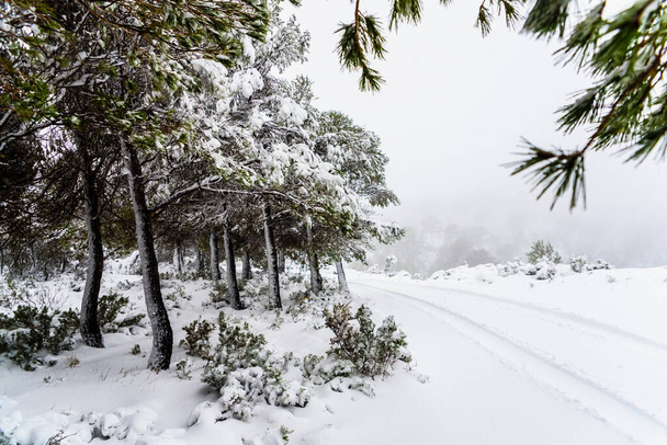 Verschneite Straße schwer zu erreichen, Schnee türmt sich in den Bäumen. - Foto, Bild