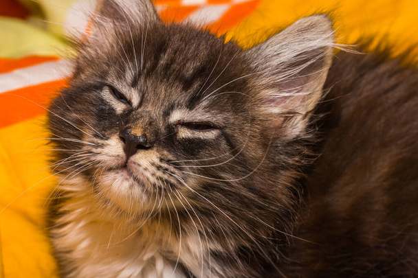 poco esponjoso bebé maine coon gato cierra los ojos - Foto, imagen
