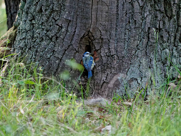 A closeup shot of a small bird perched on the tree branch - Fotoğraf, Görsel