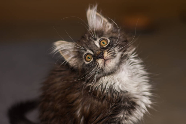 pluizige lieve baby maine coon kat zit en kijkt schuin omhoog zoet - Foto, afbeelding