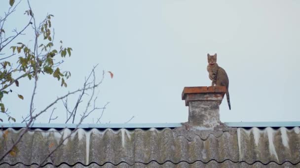 Кот сидит на дымоходе крыши дома и оглядывается на задний план вечернего осеннего неба в деревне - Кадры, видео